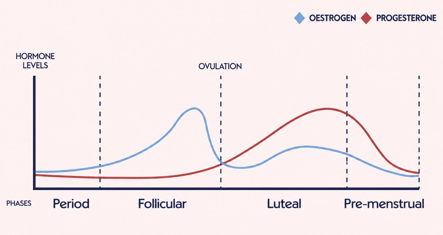 Chart: estrogen and progesterone levels across the cycle